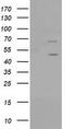 PTPN11 antibody, TA501759, Origene, Western Blot image 