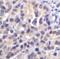 V-Set Immunoregulatory Receptor antibody, RF16072, ProSci, Immunohistochemistry paraffin image 