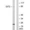 GIT ArfGAP 2 antibody, PA5-49824, Invitrogen Antibodies, Western Blot image 