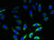 Neurensin 2 antibody, LS-C398560, Lifespan Biosciences, Immunofluorescence image 