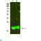 Myosin Light Chain 2 antibody, LS-C814178, Lifespan Biosciences, Western Blot image 