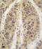 Adenosine Kinase antibody, abx033170, Abbexa, Immunohistochemistry paraffin image 