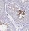 SH3 Domain Containing GRB2 Like 3, Endophilin A3 antibody, NBP1-84419, Novus Biologicals, Immunohistochemistry frozen image 