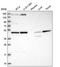 Family With Sequence Similarity 172 Member A antibody, NBP2-58246, Novus Biologicals, Western Blot image 