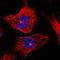 Zinc Finger Protein 766 antibody, HPA044882, Atlas Antibodies, Immunofluorescence image 