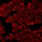 Natriuretic Peptide A antibody, LS-C667710, Lifespan Biosciences, Immunofluorescence image 