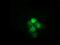 Heat Shock Protein Family A (Hsp70) Member 6 antibody, NBP2-03076, Novus Biologicals, Immunocytochemistry image 