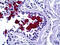 Mucin 5AC, Oligomeric Mucus/Gel-Forming antibody, 51-995, ProSci, Immunohistochemistry frozen image 