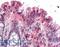 NADPH Oxidase Organizer 1 antibody, LS-B485, Lifespan Biosciences, Immunohistochemistry frozen image 