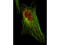Signal Transducer And Activator Of Transcription 5A antibody, MP01087, Boster Biological Technology, Immunofluorescence image 
