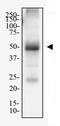 Adenosine A2a Receptor antibody, NBP1-39474, Novus Biologicals, Western Blot image 