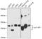 Cyclin Dependent Kinase Inhibitor 1B antibody, 16-728, ProSci, Western Blot image 