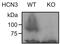 Hyperpolarization Activated Cyclic Nucleotide Gated Potassium Channel 3 antibody, 73-175, Antibodies Incorporated, Western Blot image 