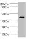 ELAV Like RNA Binding Protein 2 antibody, A53190-100, Epigentek, Western Blot image 