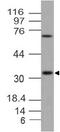 G Protein-Coupled Receptor 35 antibody, A06269, Boster Biological Technology, Western Blot image 