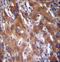 Glucosamine (UDP-N-Acetyl)-2-Epimerase/N-Acetylmannosamine Kinase antibody, LS-C166561, Lifespan Biosciences, Immunohistochemistry frozen image 