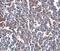 Calcium release-activated calcium channel protein 1 antibody, MA5-15776, Invitrogen Antibodies, Immunohistochemistry frozen image 