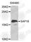 Sin3A Associated Protein 18 antibody, A4397, ABclonal Technology, Western Blot image 