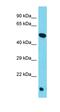 Torsin-4A antibody, orb326718, Biorbyt, Western Blot image 