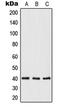 Opticin antibody, LS-C353384, Lifespan Biosciences, Western Blot image 