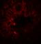 SRY-Box 4 antibody, LS-B12115, Lifespan Biosciences, Immunofluorescence image 