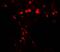 High Mobility Group Box 1 antibody, GTX31912, GeneTex, Immunohistochemistry paraffin image 