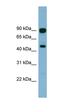 Acylglycerol Kinase antibody, orb330918, Biorbyt, Western Blot image 