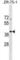 SCO Cytochrome C Oxidase Assembly Protein 2 antibody, abx029681, Abbexa, Western Blot image 