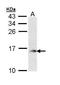 Glia Maturation Factor Beta antibody, PA5-22201, Invitrogen Antibodies, Western Blot image 