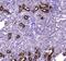 Solute Carrier Family 12 Member 3 antibody, PA5-80004, Invitrogen Antibodies, Immunohistochemistry frozen image 