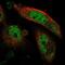 Actin Binding Transcription Modulator antibody, NBP2-38273, Novus Biologicals, Immunofluorescence image 