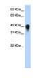 TIA1 Cytotoxic Granule Associated RNA Binding Protein antibody, orb330155, Biorbyt, Western Blot image 