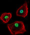C-Terminal Binding Protein 1 antibody, 58-195, ProSci, Immunofluorescence image 