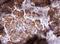 Isocitrate Dehydrogenase (NADP(+)) 1, Cytosolic antibody, LS-C336971, Lifespan Biosciences, Immunohistochemistry frozen image 