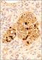 Solute Carrier Family 28 Member 3 antibody, NBP2-29615, Novus Biologicals, Immunohistochemistry frozen image 