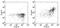 CD163 antibody, 13-1639-82, Invitrogen Antibodies, Flow Cytometry image 
