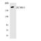 Zinc Finger CCCH-Type Containing 13 antibody, LS-C292212, Lifespan Biosciences, Western Blot image 