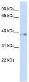 General Transcription Factor IIH Subunit 2 antibody, TA330120, Origene, Western Blot image 