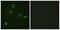 ETS Proto-Oncogene 1, Transcription Factor antibody, PA5-38270, Invitrogen Antibodies, Immunofluorescence image 