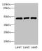 UDP-GlcNAc:BetaGal Beta-1,3-N-Acetylglucosaminyltransferase 2 antibody, CSB-PA002500LA01HU, Cusabio, Western Blot image 