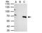 Tripartite Motif Containing 25 antibody, NBP2-20710, Novus Biologicals, Immunoprecipitation image 