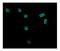 Clathrin Heavy Chain antibody, A03134-1, Boster Biological Technology, Immunofluorescence image 