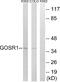 Golgi SNAP Receptor Complex Member 1 antibody, A09064, Boster Biological Technology, Western Blot image 