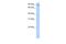 Nuclear FMR1 Interacting Protein 2 antibody, PA5-69776, Invitrogen Antibodies, Western Blot image 