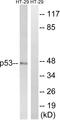 p53 antibody, LS-C118292, Lifespan Biosciences, Western Blot image 