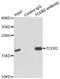 Elongin B antibody, LS-C334012, Lifespan Biosciences, Immunoprecipitation image 