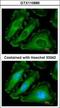 NACHT, LRR and PYD domains-containing protein 2 antibody, GTX110886, GeneTex, Immunocytochemistry image 