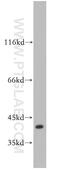 SUMO1 Activating Enzyme Subunit 1 antibody, 10229-1-AP, Proteintech Group, Western Blot image 