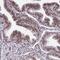 Homeobox A4 antibody, PA5-63814, Invitrogen Antibodies, Immunohistochemistry frozen image 