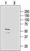 Gamma-Aminobutyric Acid Type A Receptor Gamma2 Subunit antibody, PA5-77404, Invitrogen Antibodies, Western Blot image 